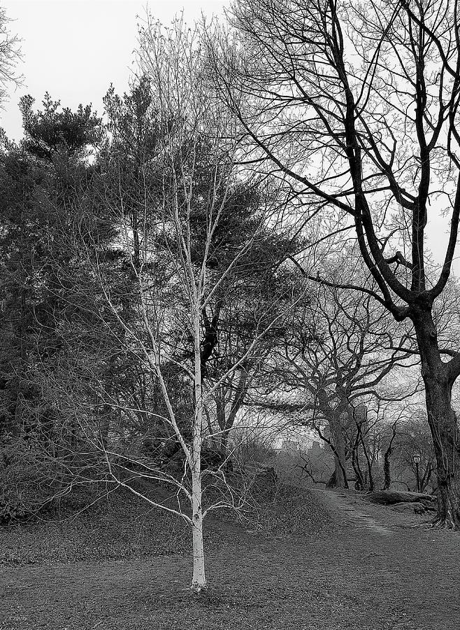 Birch Tree One B W  Photograph by Rob Hans