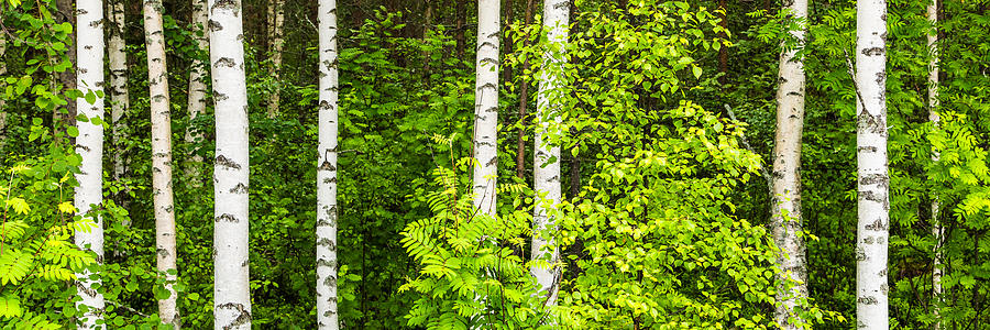 Birch tree panorama Photograph by Stefan Mazzola