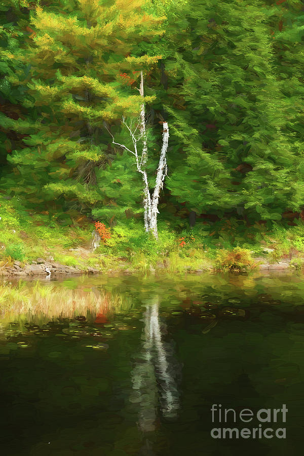 Birch Tree reflection - painterly Photograph by Les Palenik