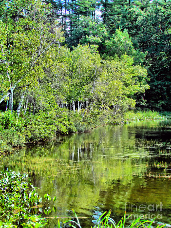 Birch Tree Reflections Photograph
