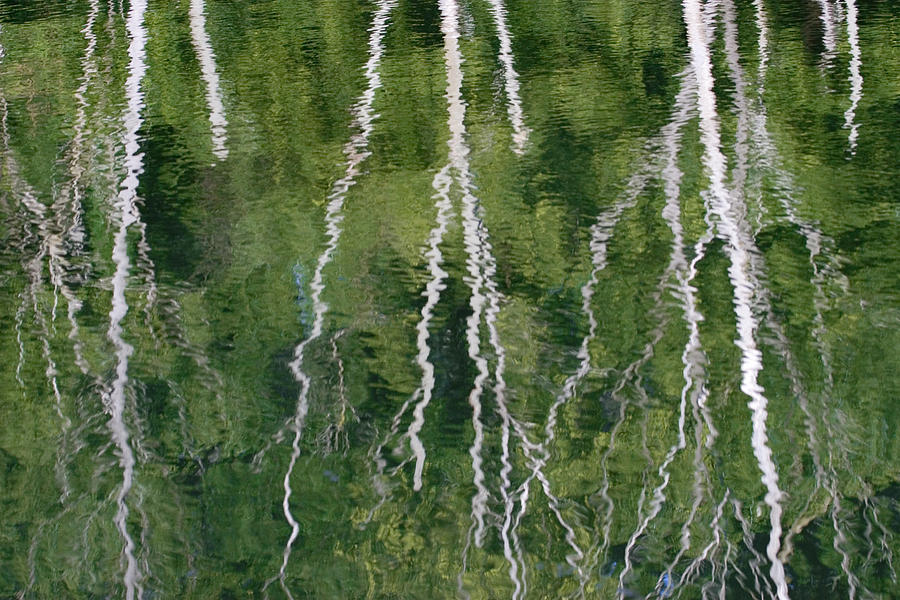 Nature Photograph - Birch Tree Reflections by Elvira Butler