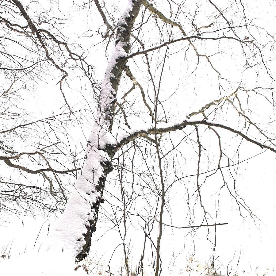 Birch Tree Photograph