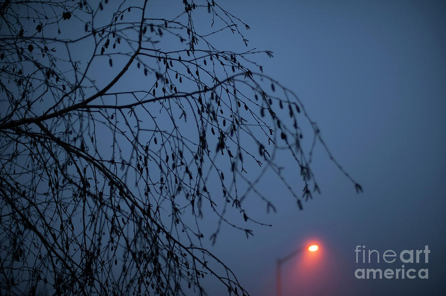 Birch Tree Silhouetted In Fog Photograph