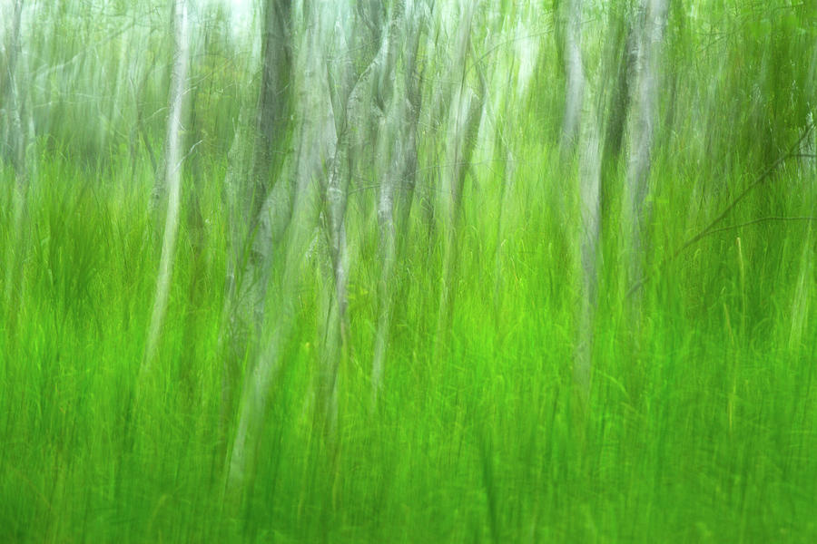 Birch Tree Summer Dream Photograph by Juergen Roth