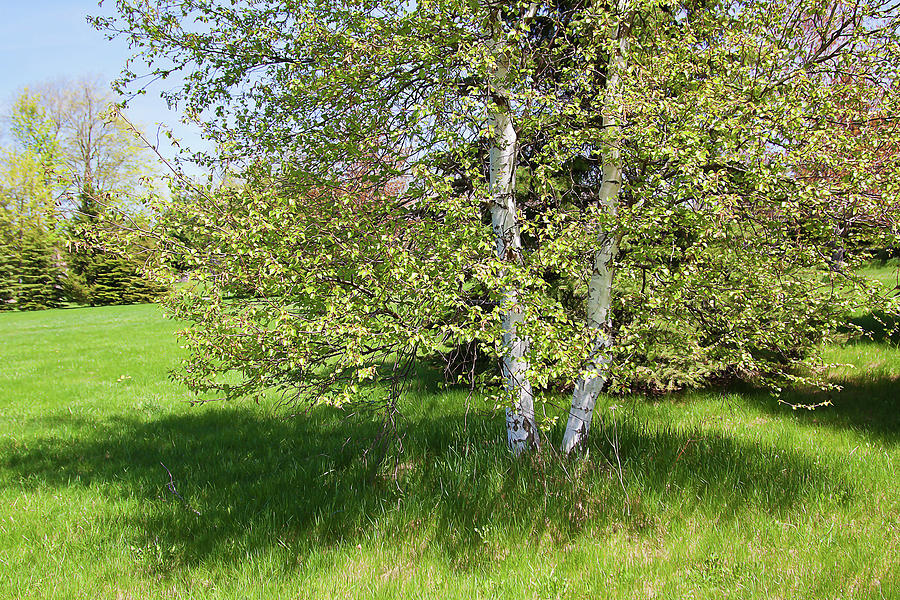 Birch tree Photograph by Tatiana Travelways