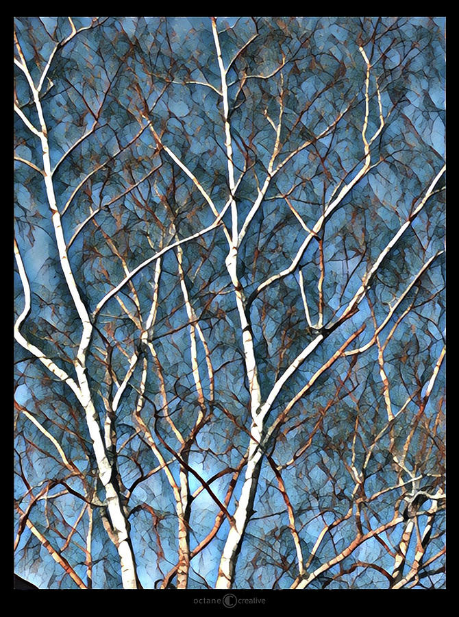 Birch Tree Photograph by Tim Nyberg