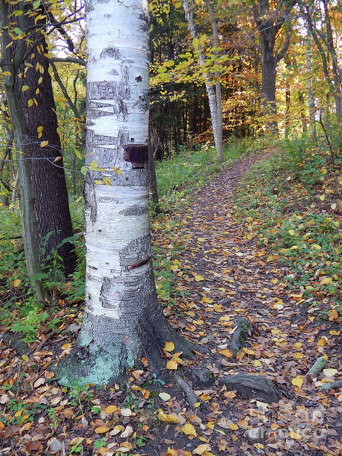 Birch Tree Trail Photograph by Phil Perkins