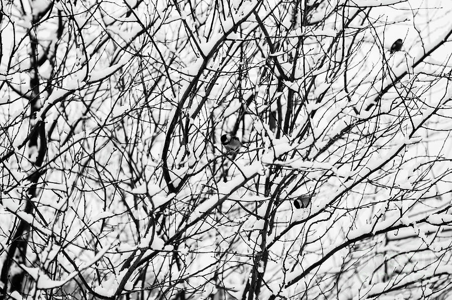 Birch Tree with Chickadees Photograph by Jim Corwin