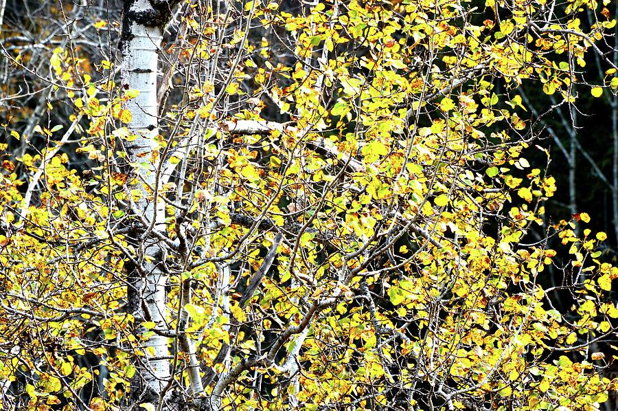 Birch Tree With Yellow Leaves  Photograph by Lyle Crump
