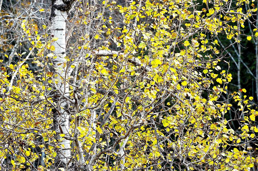 Birch Tree With Yellow Leaves Two  Digital Art by Lyle Crump