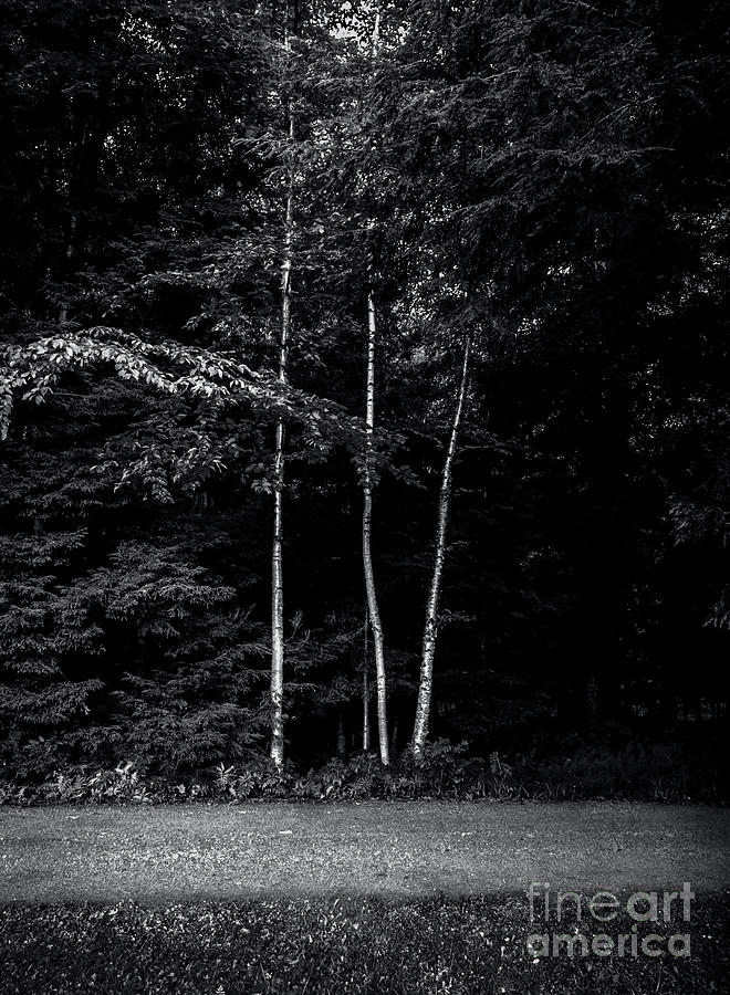 Birch Trees 2 Photograph by James Aiken
