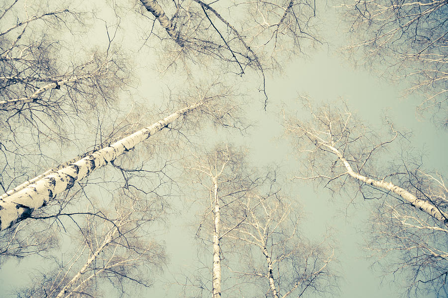 Birch Trees 3 Photograph by Dorit Fuhg