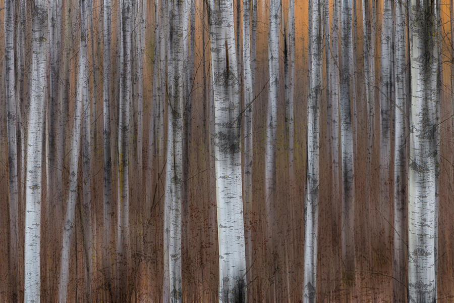 Birch Trees Abstract #1 Photograph by Patti Deters