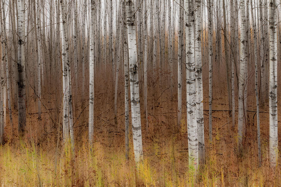 Birch Trees Abstract #2 Photograph by Patti Deters