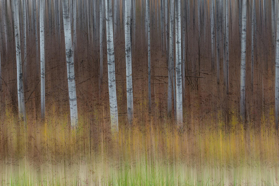 Birch Trees Abstract #3 Photograph by Patti Deters