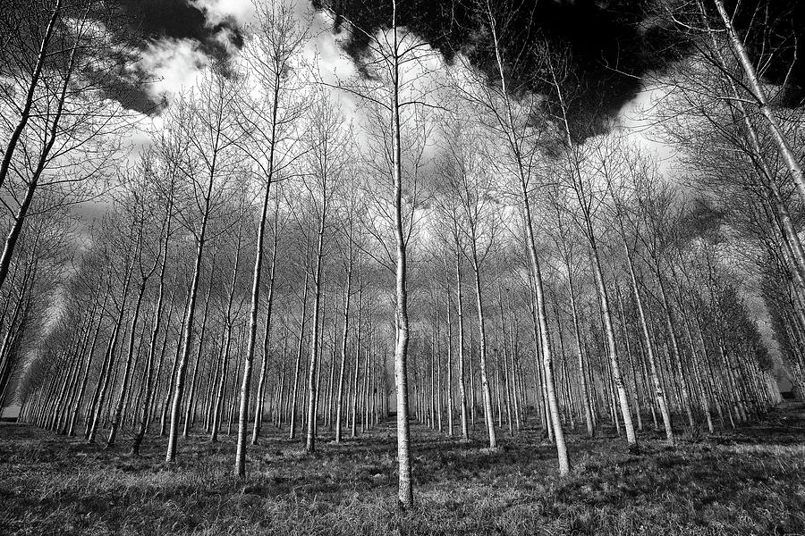 Birch Trees Photograph by Al Hurley