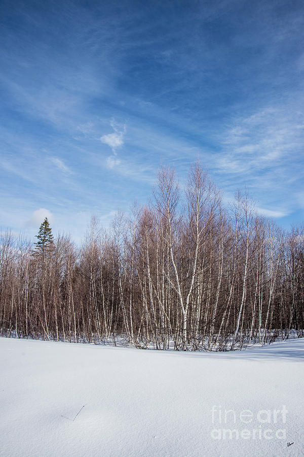 Birch Trees and Snow Photograph by Alana Ranney
