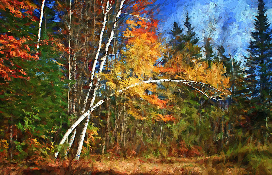 Birch Trees - Autumn Photograph by Nikolyn McDonald