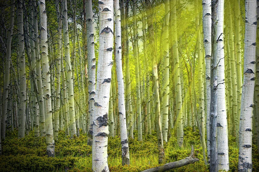 Birch Trees bathed in Sunlight Beams Photograph by Randall Nyhof