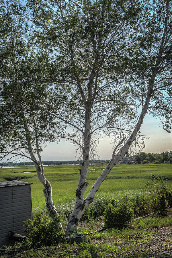 Birch trees beside the marsh Photograph by Jane Luxton