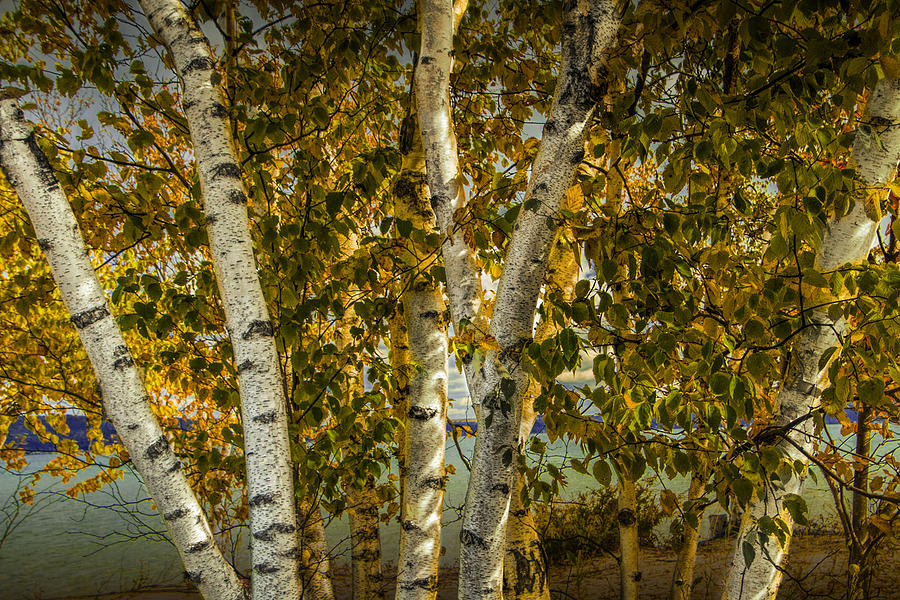 Birch Trees by the shore of Crystal Lake Photograph by Randall Nyhof