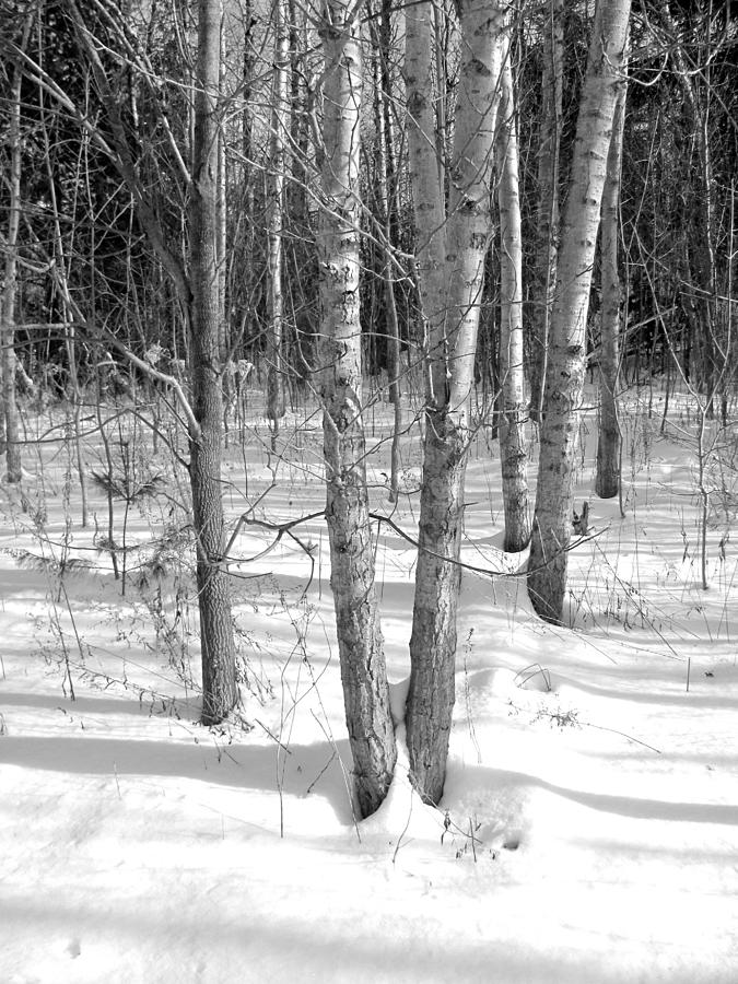 Birch Trees Photograph by Douglas Pike