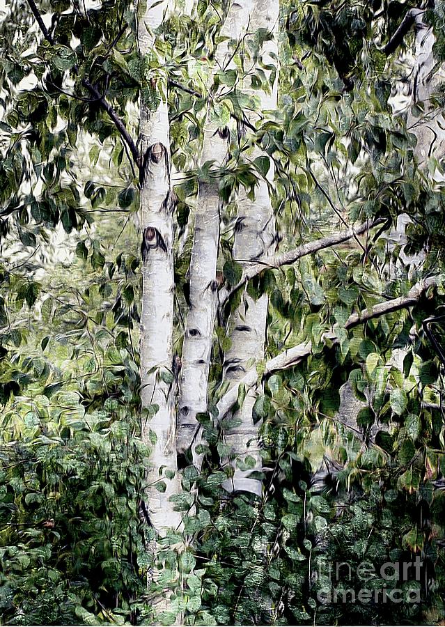 Birch Trees  Painting by Elaine Manley