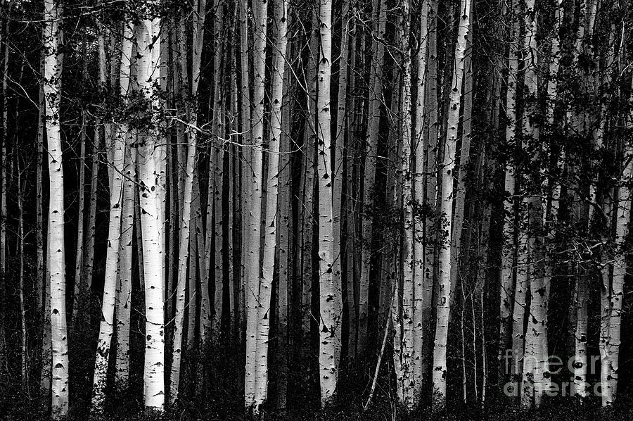 Birch Trees Fall  Photograph by Jim Corwin