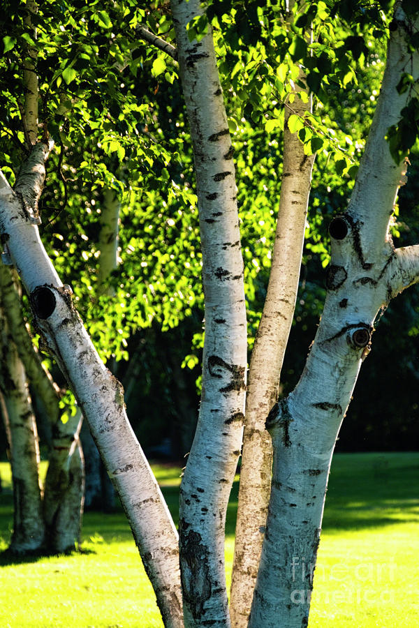 Nature Photograph - Birch Trees in Afternoon Light by George Oze