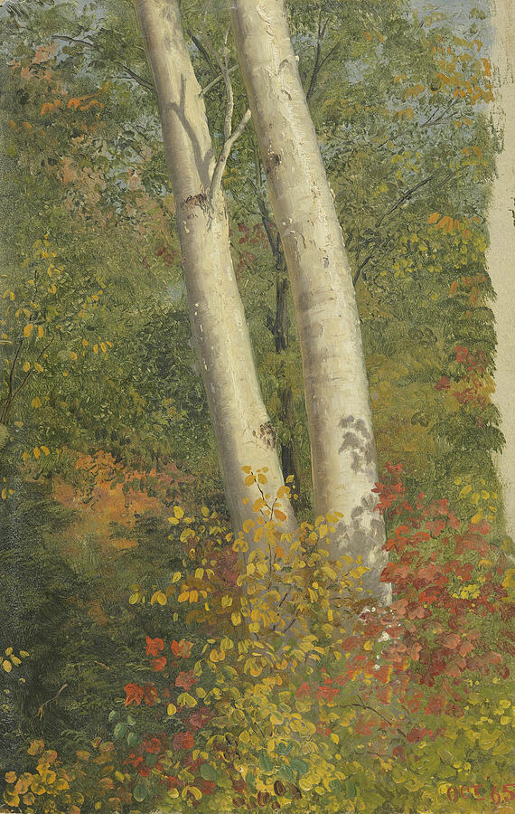 Birch Trees in Autumn, from 1865 Painting by Frederic Edwin Church