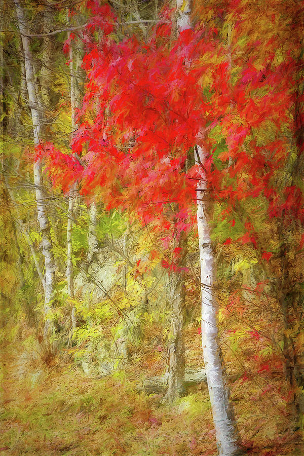 Birch Trees in Autumn Digital Art by Terry Davis
