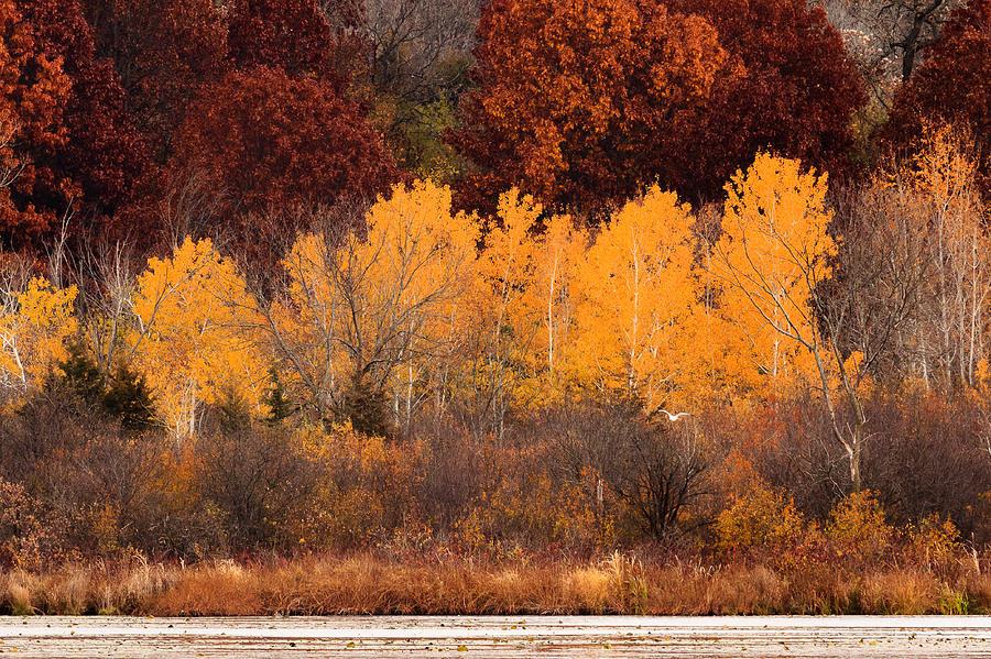 Birch Trees in Fall Photograph by Joni Eskridge