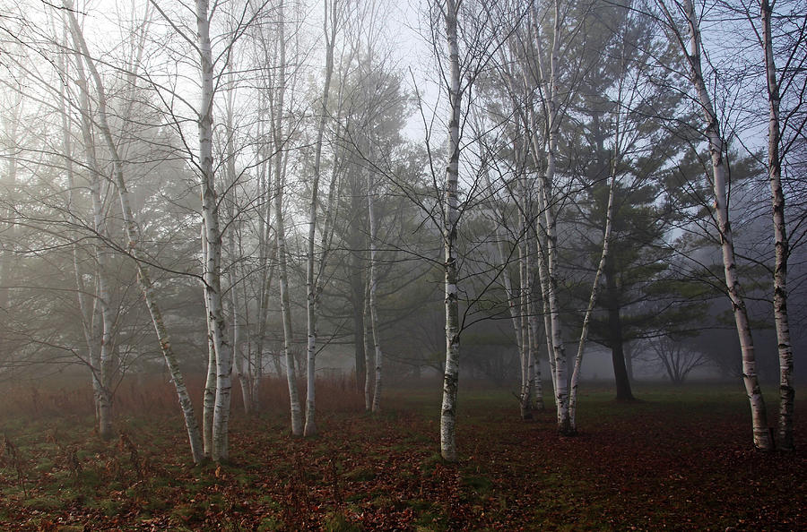 Fall Photograph - Birch Trees In Fog by Debbie Oppermann
