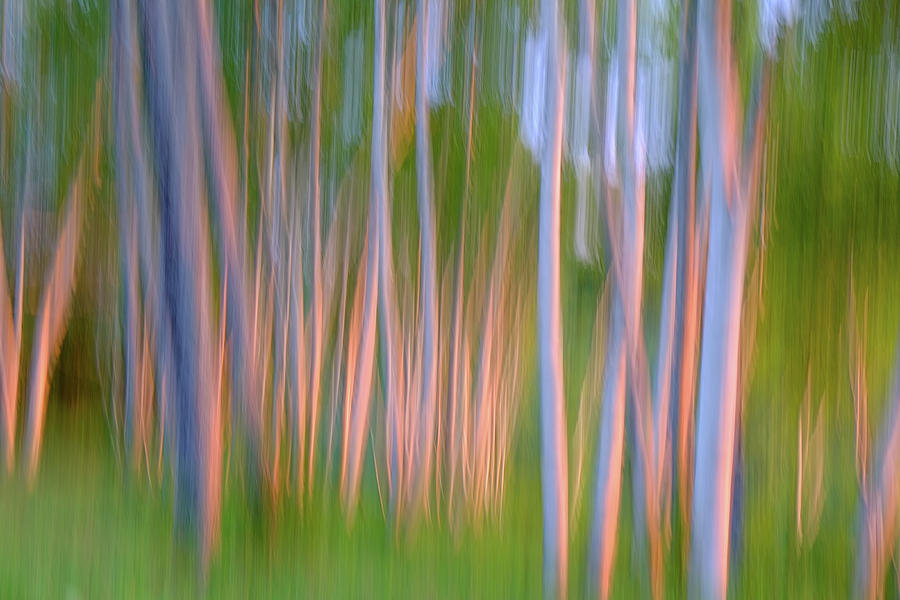 Nature Photograph - Birch Trees in Motion by Jorge Moro