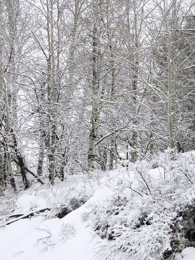 Okanogan Photograph - Birch Trees In Snow by Katrina Perekrestenko Okanogan Photograph - Birch Trees In Snow by Katrina Perekrestenko