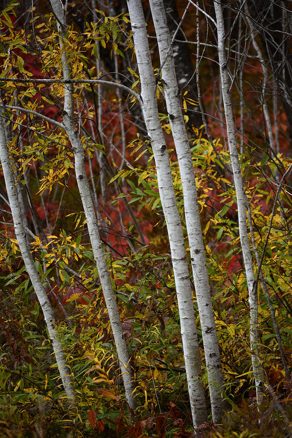 Birch Trees in the Fall Photograph by Forest Floor Photography