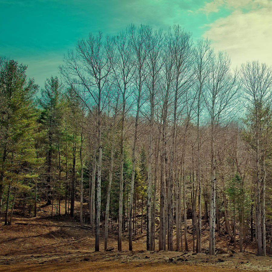 Landscape Photograph - Birch Trees in the Spring by David Patterson