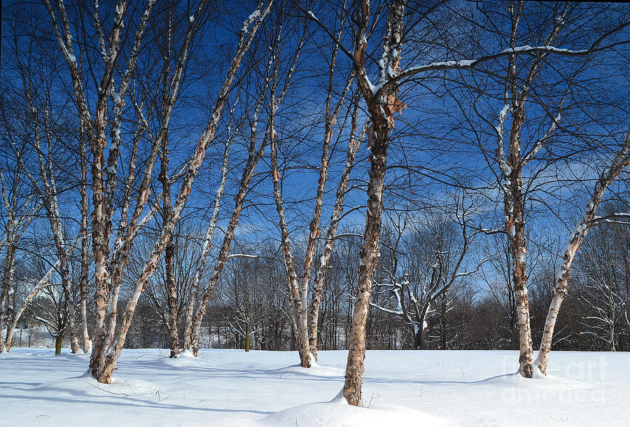 Birch Trees in Winter Photograph by Amy Lucid