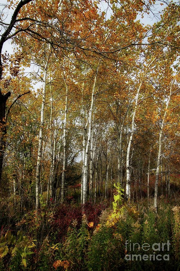 Birch Trees  Photograph by Jimmy Ostgard