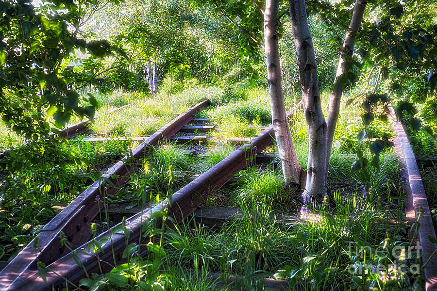 New York City Photograph - Birch Trees of High Line Park by George Oze