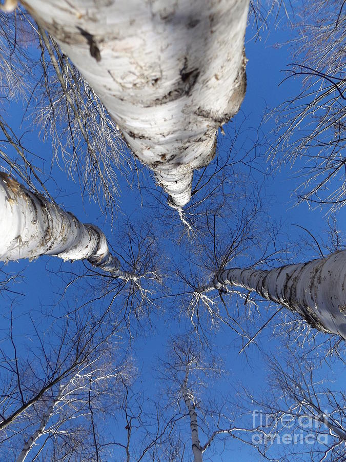 Birch Trees of Three Photograph by Erick Schmidt