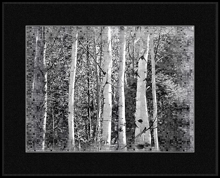 Birch Trees Photograph by Susan Kinney