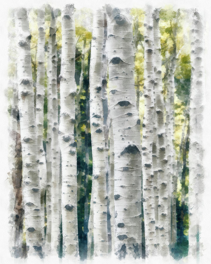 Birch trees watercolor painting Painting by Unsplash Peng Chen