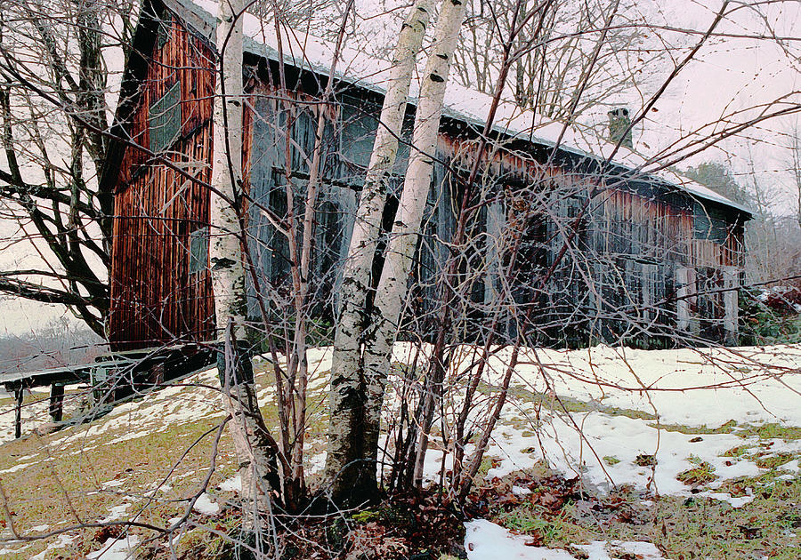 Birch Trees with Antique Barn, Winter Dusk at Camp Nyoda 1988 Digital Art by Kathy Anselmo