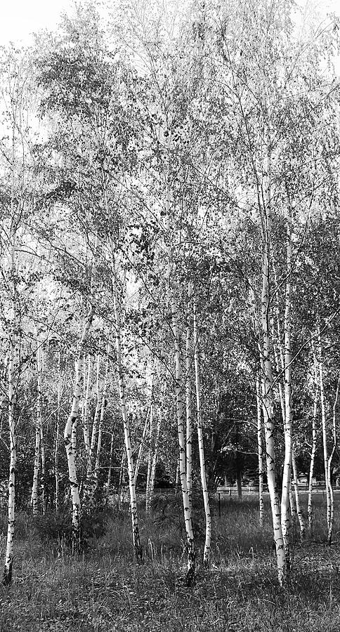 Birch Trees1 Photograph by Svetlana Sewell