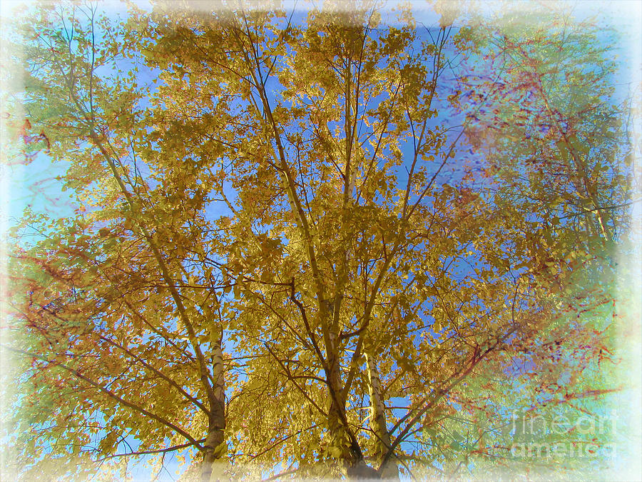 Tree Photograph - Birch by Vesna Martinjak