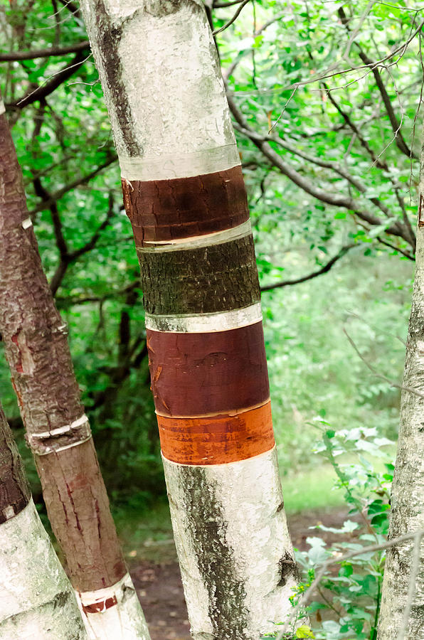 Tree Photograph - Birch Wood Tree  by Crystal Raetzel