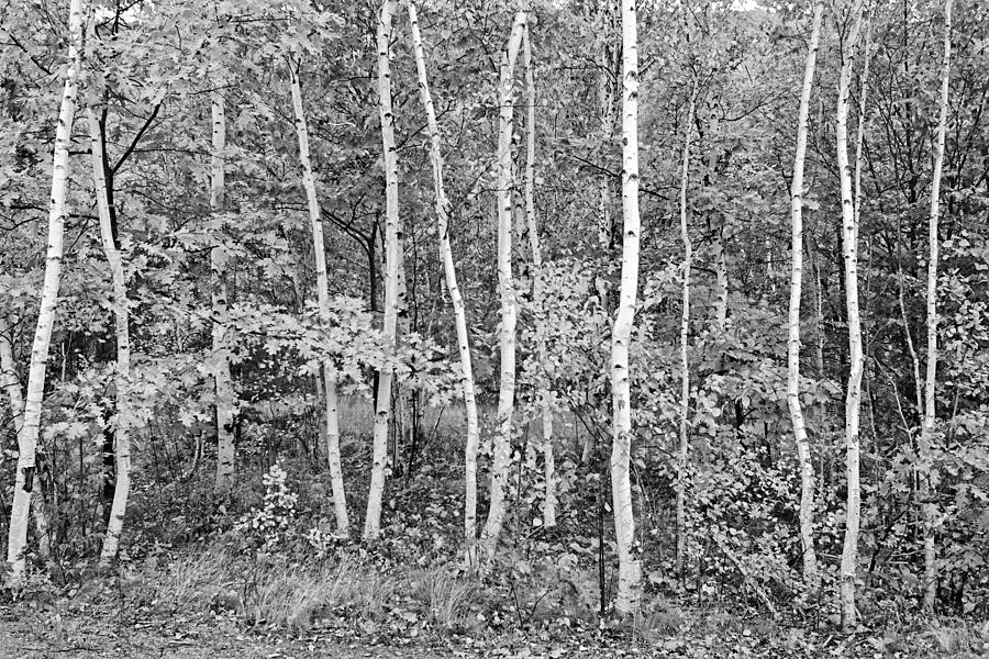 Birches Acadia 1995 Photograph by Peter J Sucy