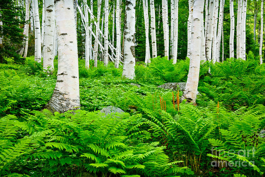 Birches and Ferns Photograph by Susan Cole Kelly