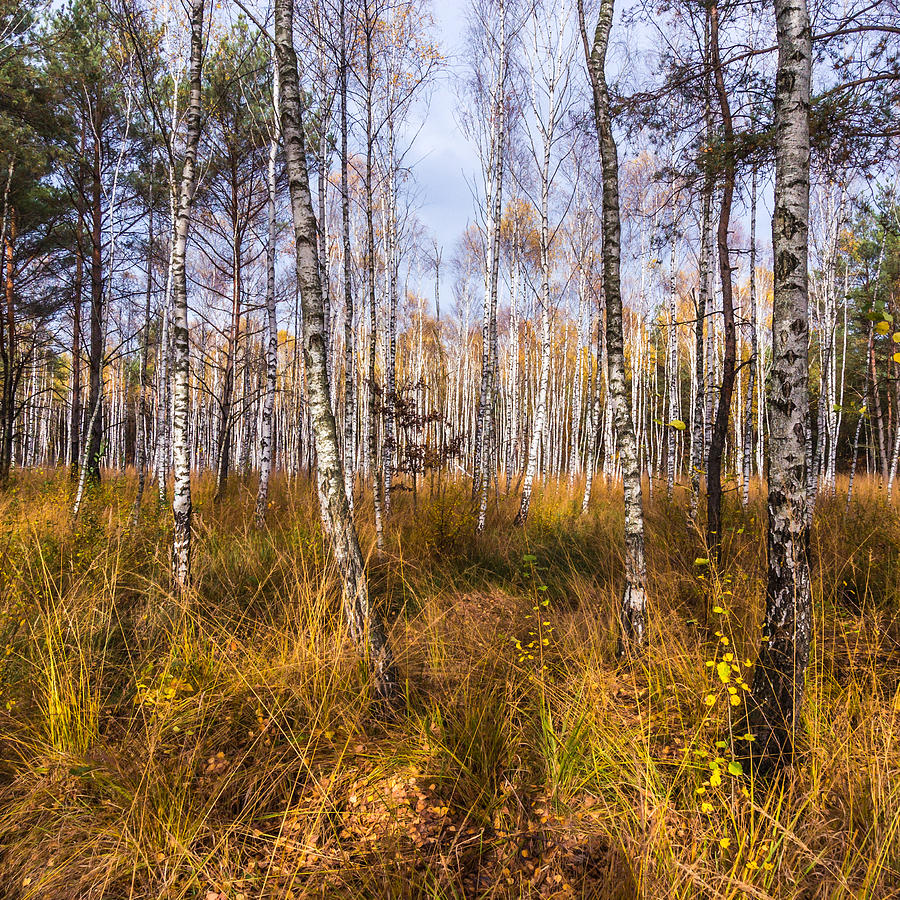 Birches and Grass Photograph by Dmytro Korol
